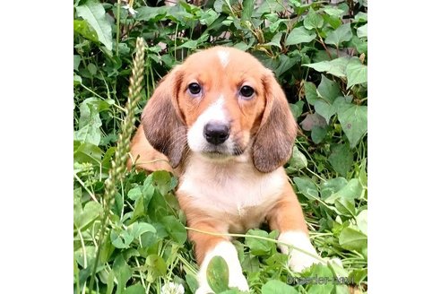 成約済の神奈川県のミックス犬-248482の3枚目