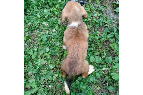 成約済の神奈川県のミックス犬-248482の2枚目