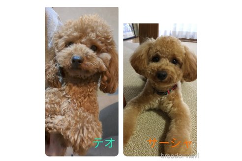 成約済の東京都のトイプードル-247544の3枚目
