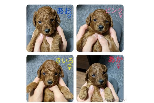 成約済の東京都のトイプードル-247544の2枚目