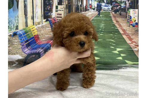 成約済の広島県のタイニープードル-248546の5枚目