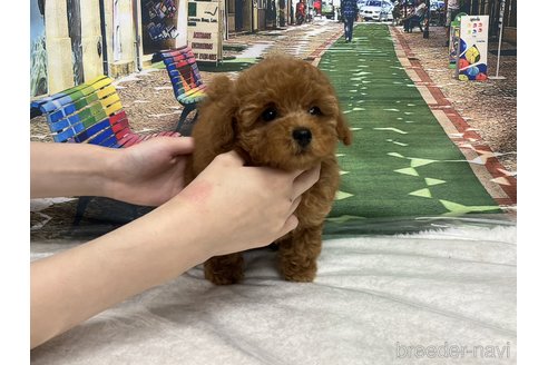 成約済の広島県のタイニープードル-248546の4枚目