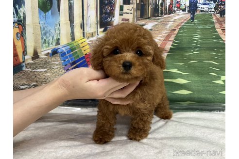 成約済の広島県のタイニープードル-248546の1枚目