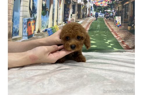 成約済の広島県のトイプードル-240929の14枚目