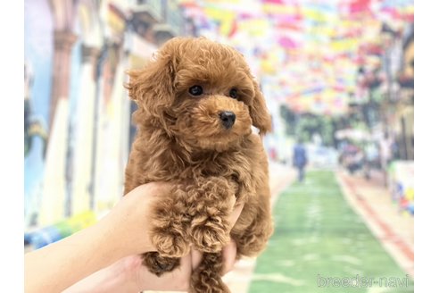 成約済の広島県のトイプードル-240931の12枚目