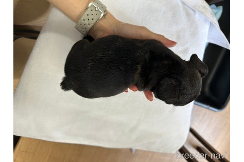 成約済の千葉県のフレンチブルドッグ-248594の14枚目