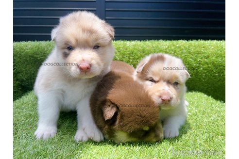 成約済の山梨県のミックス犬-246938の11枚目
