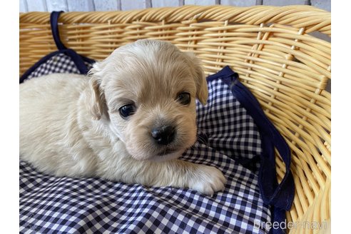 成約済の岡山県のミックス犬-245622の1枚目