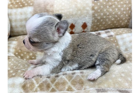 成約済の香川県のチワワ(スムースコート)-248627の2枚目