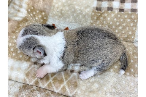 成約済の香川県のチワワ(スムースコート)-248627の3枚目