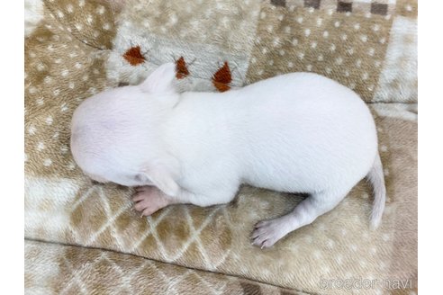 成約済の香川県のチワワ(スムースコート)-248628の2枚目
