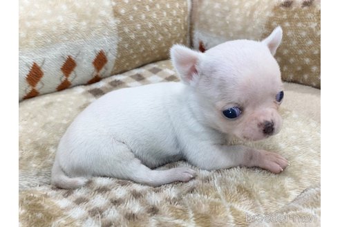 成約済の香川県のチワワ(スムースコート)-248628の3枚目