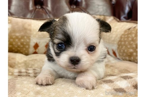 成約済の香川県のチワワ(ロングコート)-248632の1枚目