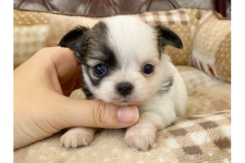 成約済の香川県のチワワ(ロングコート)-248632の3枚目