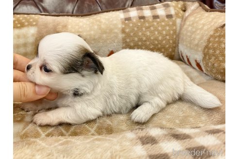 成約済の香川県のチワワ(ロングコート)-248632の4枚目