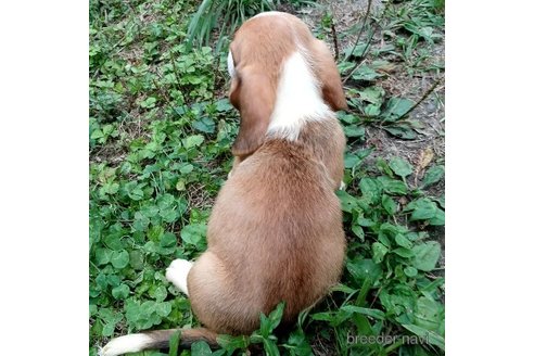 成約済の神奈川県のミックス犬-248671の2枚目