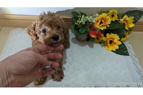 成約済の広島県のタイニープードル-245299の31枚目