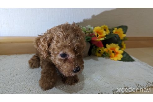 成約済の広島県のタイニープードル-245299の26枚目