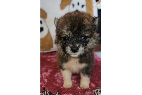 販売中の福岡県のミックス犬-248708の4枚目