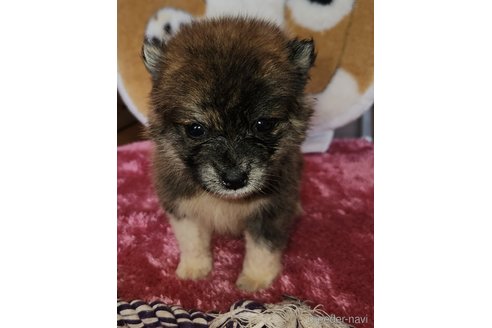 販売中の福岡県のミックス犬-248708の5枚目