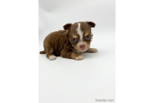 成約済の愛知県のチワワ(ロングコート)-248720の5枚目