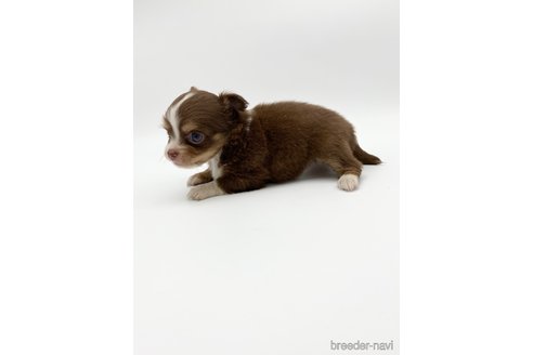 成約済の愛知県のチワワ(ロングコート)-248720の7枚目