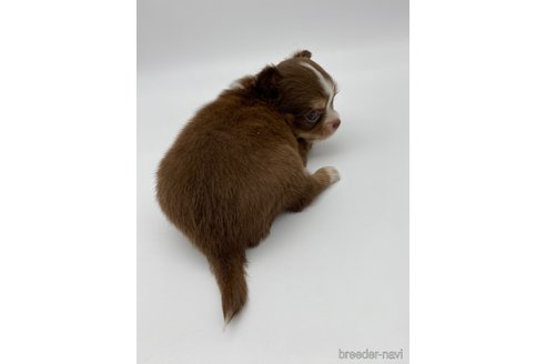 成約済の愛知県のチワワ(ロングコート)-248720の2枚目