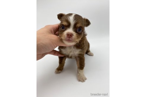 成約済の愛知県のチワワ(ロングコート)-248720の3枚目