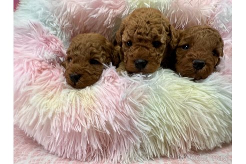 成約済の愛媛県のトイプードル-248787の2枚目