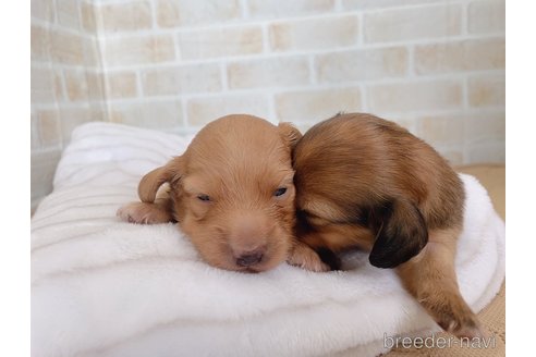 成約済の福岡県のミニチュアダックスフンド(ロングヘアード)-247216の11枚目