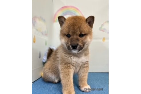 成約済の北海道の柴犬-248832の4枚目