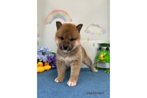 成約済の北海道の柴犬-248832の3枚目