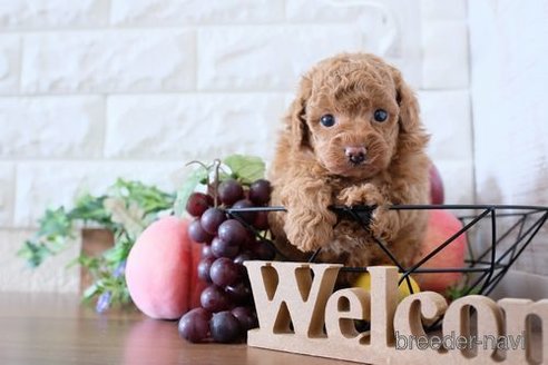 成約済の滋賀県のトイプードル-248874の1枚目