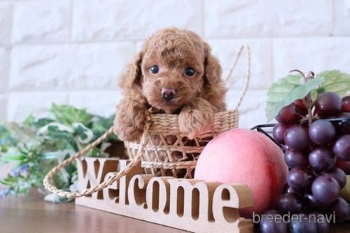 成約済の滋賀県のトイプードル-248874の4枚目