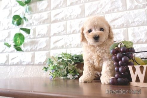 成約済の滋賀県のトイプードル-245920