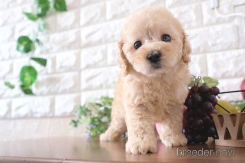 成約済の滋賀県のトイプードル-245920の6枚目