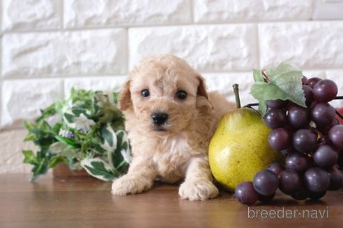 成約済の滋賀県のトイプードル-245920の3枚目