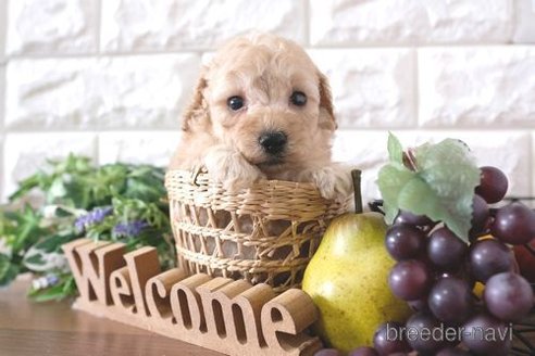 成約済の滋賀県のトイプードル-245920の2枚目