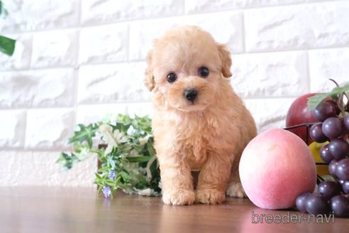 成約済の滋賀県のトイプードル-248021の1枚目