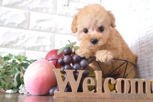 成約済の滋賀県のトイプードル-248021の6枚目