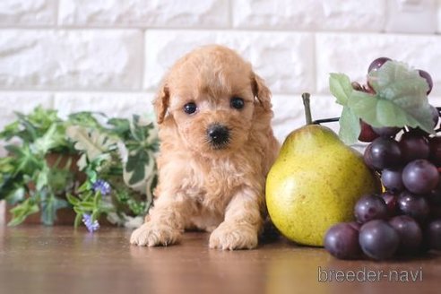 成約済の滋賀県のトイプードル-248021の3枚目