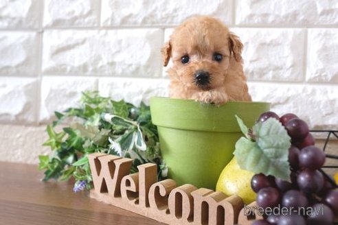 成約済の滋賀県のトイプードル-248021の2枚目