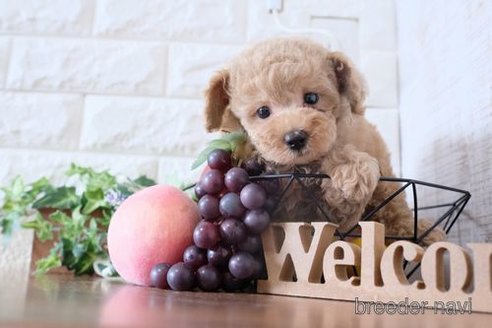 成約済の滋賀県のトイプードル-245925の6枚目