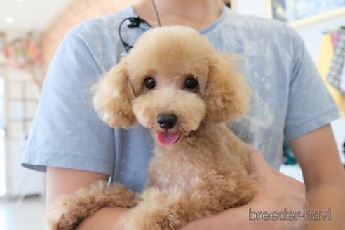 成約済の滋賀県のトイプードル-245925の5枚目