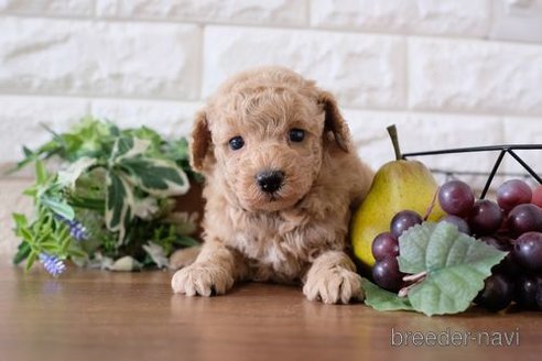 成約済の滋賀県のトイプードル-245925の3枚目