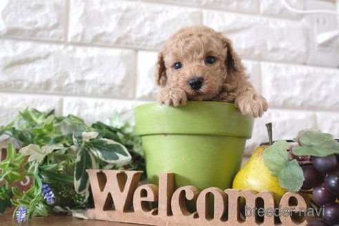 成約済の滋賀県のトイプードル-245925の2枚目