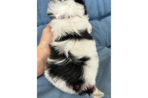 成約済の奈良県のマルシーズー:マルチーズ×シーズー-248881の2枚目