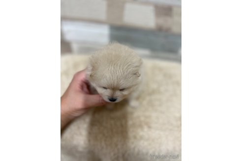 成約済の愛媛県のポメラニアン-245827の3枚目