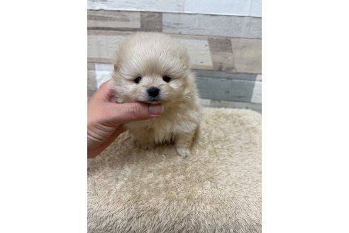 成約済の愛媛県のポメラニアン-245827の2枚目