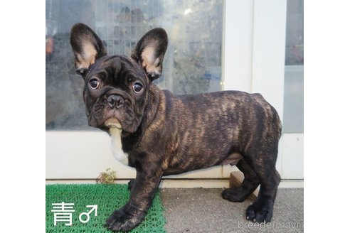 成約済の埼玉県のフレンチブルドッグ-245765の6枚目